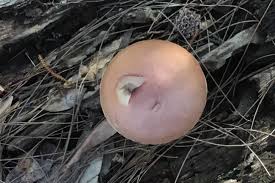 Attēlu rezultāti vaicājumam “Stemonitis fusca plasmodium”