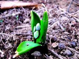 Attēlu rezultāti vaicājumam “Scilla siberica bud”