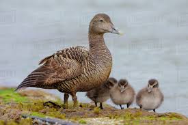 Attēlu rezultāti vaicājumam “Somateria mollissima juvenile”