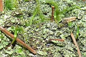 Attēlu rezultāti vaicājumam “Buxbaumia viridis”