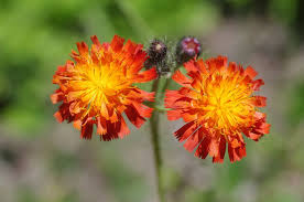 Image result for Hieracium aurantiacum