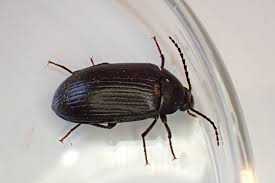 Attēlu rezultāti vaicājumam “Prionychus ater”