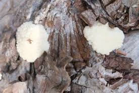 Attēlu rezultāti vaicājumam “Amaurochaete sp.”