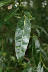 Attēlu rezultāti vaicājumam “Salix pentandra leaf”