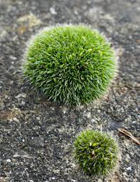 Attēlu rezultāti vaicājumam “Grimmia pulvinata”