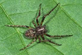 Attēlu rezultāti vaicājumam “Gibbaranea gibbosa”