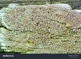 Attēlu rezultāti vaicājumam “Lecanora chlarotera”