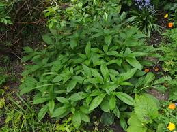 Attēlu rezultāti vaicājumam “Scopolia carniolica leaf”