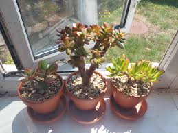 Attēlu rezultāti vaicājumam “Crassulaceae”