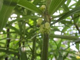 Attēlu rezultāti vaicājumam “Polygonatum verticillatum”
