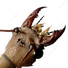 Attēlu rezultāti vaicājumam “Megaloptera”