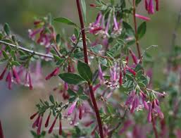 Attēlu rezultāti vaicājumam “Symphytocarpus impexus”