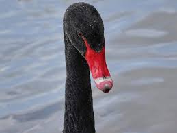 Image result for South Yorkshire Swans