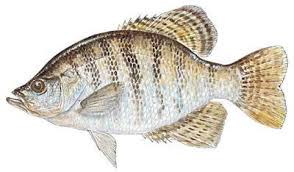 Image result for Pomoxis annularis