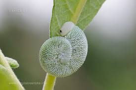 Attēlu rezultāti vaicājumam “Trichiosoma larva”