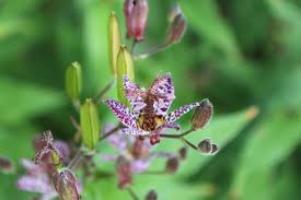 Image result for Tricyrtis `Black Beauty`