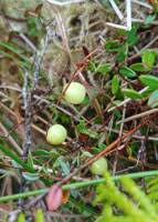 Attēlu rezultāti vaicājumam “Oxycoccus microcarpus”