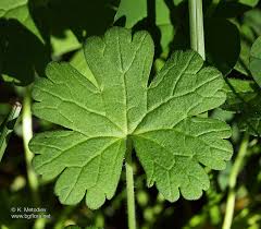 Attēlu rezultāti vaicājumam “Geranium pyrenaicum leaf”