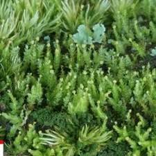 Attēlu rezultāti vaicājumam “Tetraphis pellucida”