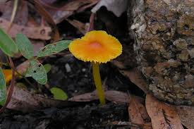 Attēlu rezultāti vaicājumam “Hygrocybe sp.”