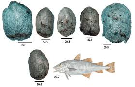 Image result for Gadus macrocephalus