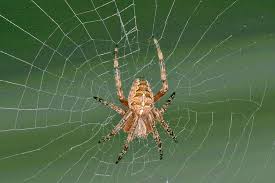 Attēlu rezultāti vaicājumam “Araneus diadematus female”