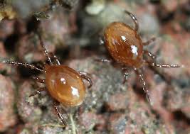 Attēlu rezultāti vaicājumam “Mesostigmata”