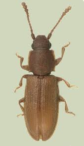 Attēlu rezultāti vaicājumam “Silvanidae”