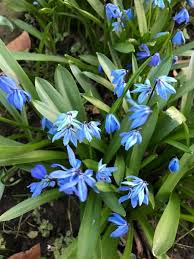 Attēlu rezultāti vaicājumam “Scilla siberica bud”