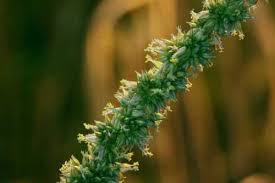 Attēlu rezultāti vaicājumam “Amaranthus retroflexus flower”