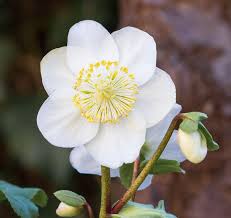 Attēlu rezultāti vaicājumam “Helleborus niger flower”