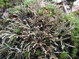 Attēlu rezultāti vaicājumam “Cladonia ochrochlora”