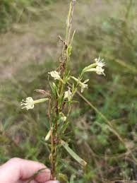 Attēlu rezultāti vaicājumam “Silene tatarica bud”