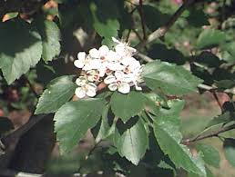 Attēlu rezultāti vaicājumam “Crataegus”