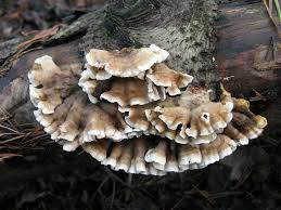 Attēlu rezultāti vaicājumam “Plicatura nivea”