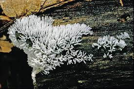 Attēlu rezultāti vaicājumam “Ceratiomyxa morchella”
