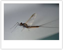 Attēlu rezultāti vaicājumam “Leptophlebia nebulosa”