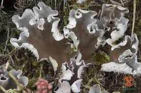 Attēlu rezultāti vaicājumam “Peltigera canina”