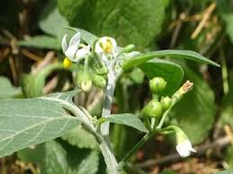 Attēlu rezultāti vaicājumam “Solanaceae”