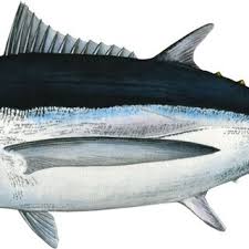 Image result for Thunnus alalunga