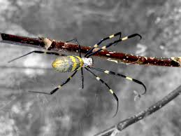 Image result for spider