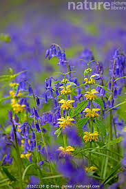 Attēlu rezultāti vaicājumam “Lamiastrum galeobdolon”