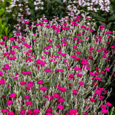 Image result for Lychnis coronaria