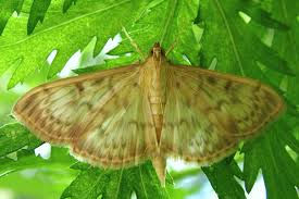 Attēlu rezultāti vaicājumam “Pleuroptya ruralis”