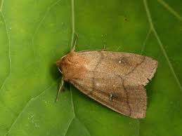 Attēlu rezultāti vaicājumam “Mythimna turca”