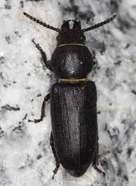 Attēlu rezultāti vaicājumam “Spondylis buprestoides”