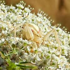 Attēlu rezultāti vaicājumam “Misumena vatia”