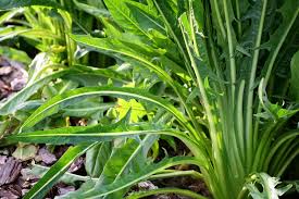 Image result for Cichorium intybus