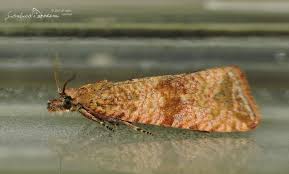 Attēlu rezultāti vaicājumam “Celypha striana”