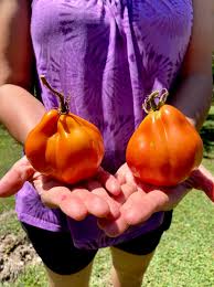 Afbeeldingsresultaat voor CDB tomato